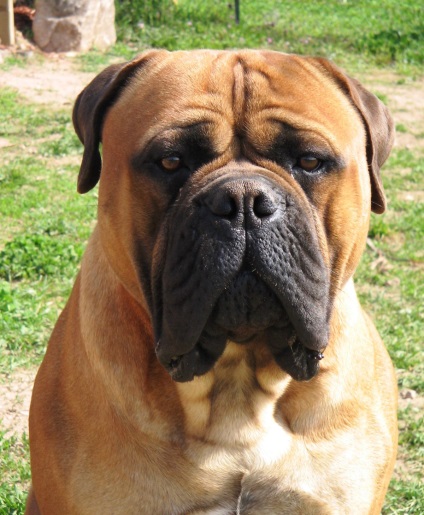 Bullmastiff fotografie bullmastiff și o descriere a rasei de câini