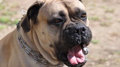 Bullmastiff fotografie bullmastiff și o descriere a rasei de câini