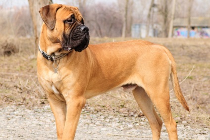 Bullmastiff fotografie bullmastiff și o descriere a rasei de câini