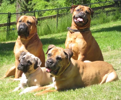 Bullmastiff fotografie bullmastiff și o descriere a rasei de câini