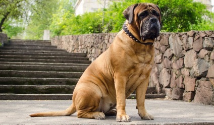 Bullmastiff fotografie bullmastiff și o descriere a rasei de câini