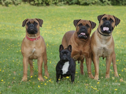 Bullmastiff fotografie bullmastiff și o descriere a rasei de câini