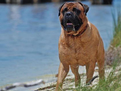 Bullmastiff fotografie bullmastiff și o descriere a rasei de câini