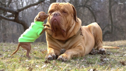 Bullmastiff fotografie bullmastiff și o descriere a rasei de câini