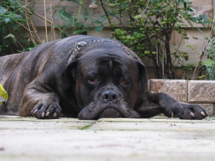 Bullmastiff fotografie bullmastiff și o descriere a rasei de câini