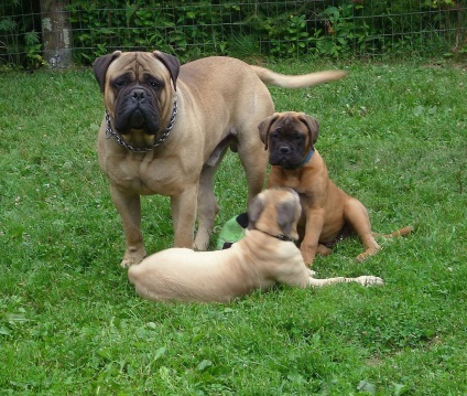 Bullmastiff fotografie bullmastiff și o descriere a rasei de câini