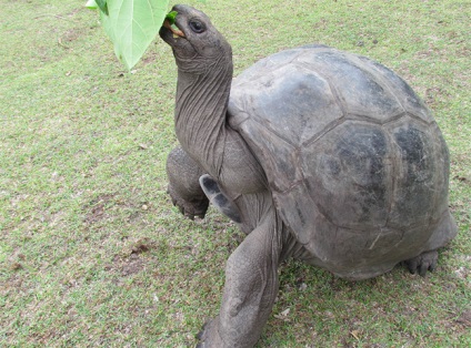 Cele mai mari țestoase din lume (cu fotografie), vivareit