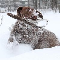 Chesapeake Bay Retriever