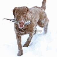 Chesapeake Bay Retriever