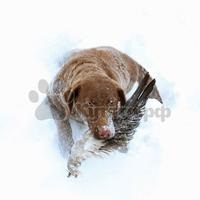 Chesapeake Bay Retriever