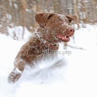 Chesapeake Bay Retriever