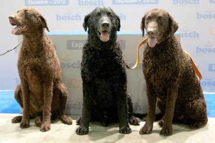 Chesapeake Bey Retriever - descriere rasa, fotografie, video, articole