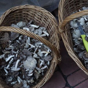 Ce puteți face cu ciupercile de la rândurile de rețete pentru decapare, prăjire, decapare și coacere