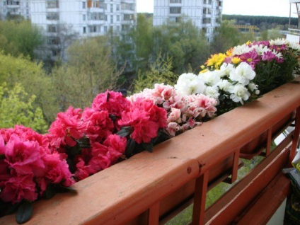 Flori pe balcon - idei de design, chestii interioare