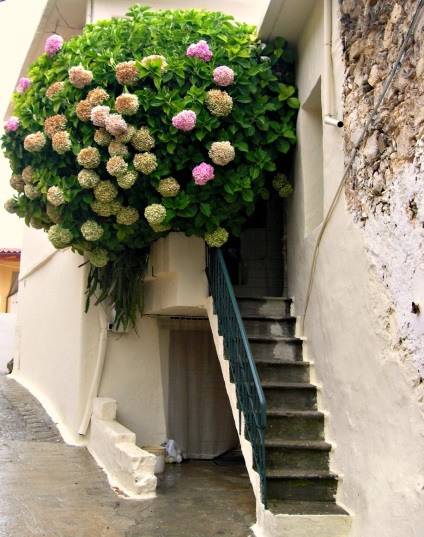 Flori pe balcon - idei de design, chestii interioare