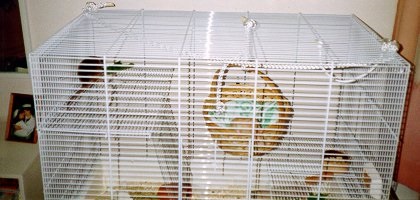 Casa albastră a șobolanilor - despre șobolani decorativi (interni)