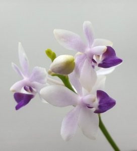 Doritenopsis, orhidee de interior, flori de vis