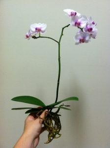 Doritenopsis, orhidee de interior, flori de vis