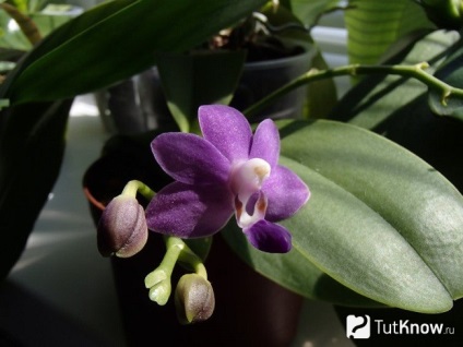 Doritenopsis în creștere orhidee