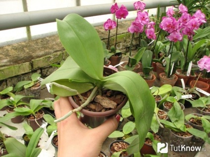 Doritenopsis în creștere orhidee