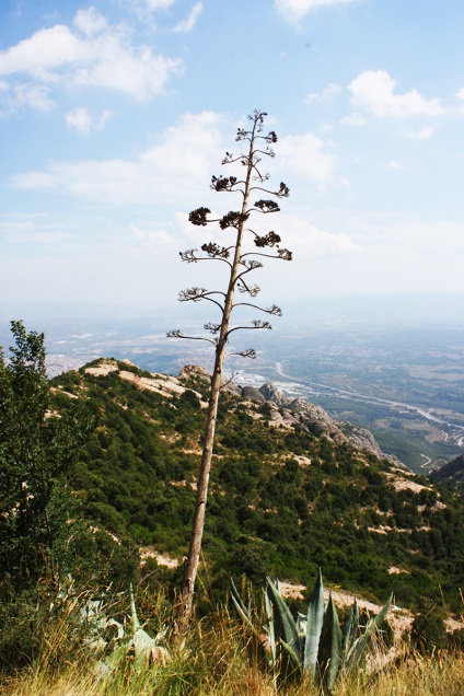 Obiective turistice în spania munte montserrat și mănăstirea montserrat în Spania