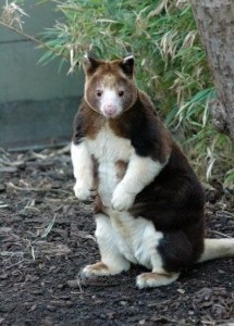 Kangaroo de lemn, sălbatică