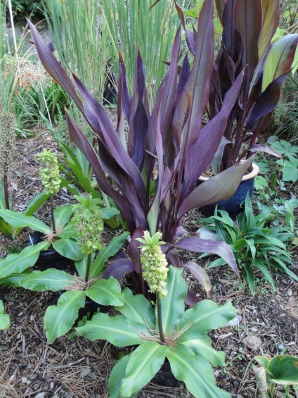 Eukomis bicolor de plantare și de îngrijire, în creștere în aer liber, fotografie în design peisagistic