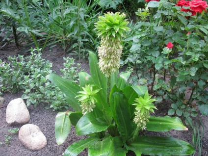 Eukomis bicolor de plantare și de îngrijire, în creștere în aer liber, fotografie în design peisagistic