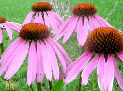 Echinacea fáradt, egészséges és egészséges táplálkozás