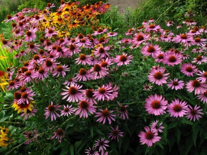 Echinacea fáradt, egészséges és egészséges táplálkozás