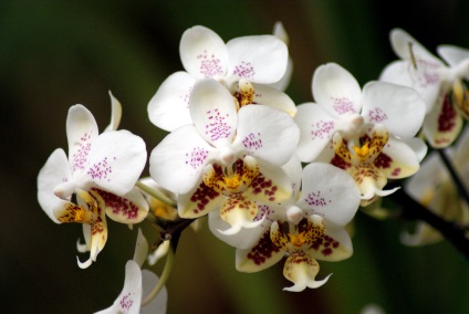 Phalaenopsis acasă, îngrijire, udare, reproducere și transplant la domiciliu, soiuri și îngrășăminte