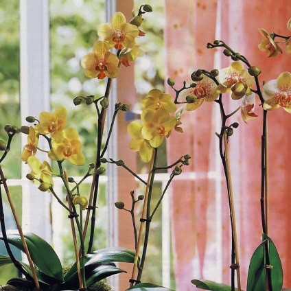 Phalaenopsis acasă, îngrijire, udare, reproducere și transplant la domiciliu, soiuri și îngrășăminte