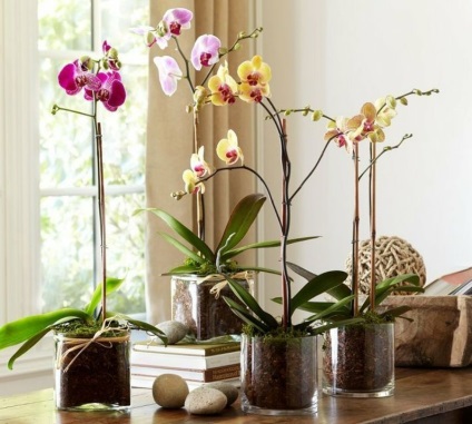 Phalaenopsis acasă, îngrijire, udare, reproducere și transplant la domiciliu, soiuri și îngrășăminte