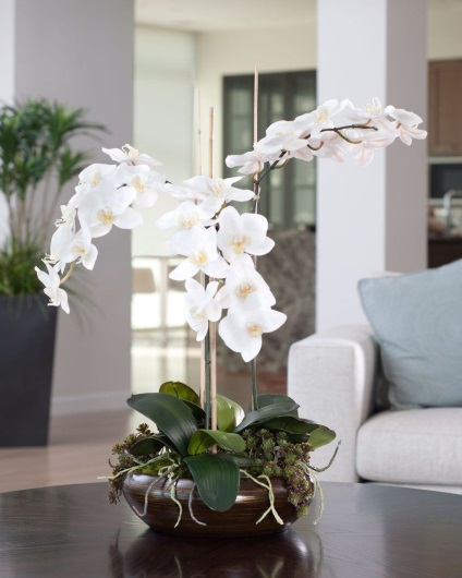 Phalaenopsis acasă, îngrijire, udare, reproducere și transplant la domiciliu, soiuri și îngrășăminte