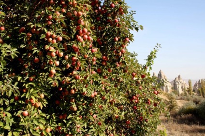 Fantastic Cappadocia