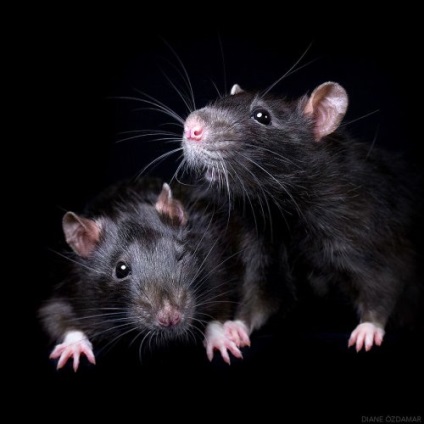 Fotografii de șobolani adorabili de rupere a stereotipurilor despre aceste animale (19 fotografii)