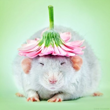 Fotografii de șobolani adorabili de rupere a stereotipurilor despre aceste animale (19 fotografii)