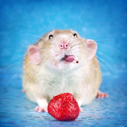Képek az imádnivaló patkányokról, amelyek szétszórják az állatokkal kapcsolatos sztereotípiákat (19 fotó)