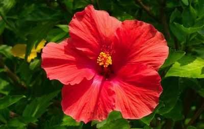 Hibiscus Sirian Sirian a crescut acasă plante de interior