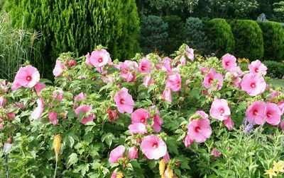 Hibiscus syriacus Rose сирийските вътрешни стайни растения
