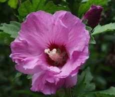 Hibiscus syriacus Rose сирийските вътрешни стайни растения