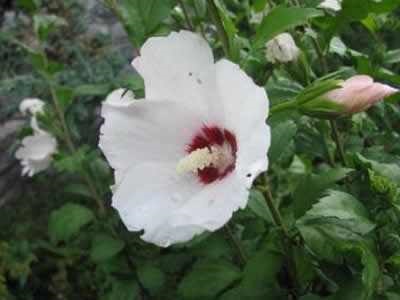 Hibiscus syriacus Rose сирийските вътрешни стайни растения