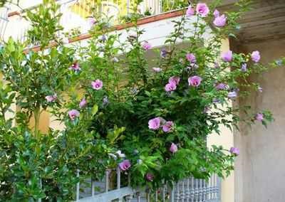 Hibiscus Sirian Sirian a crescut acasă plante de interior