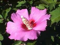 Hibiscus syriacus Rose сирийските вътрешни стайни растения