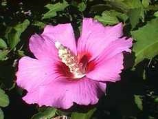 Hibiscus Sirian Sirian a crescut acasă plante de interior