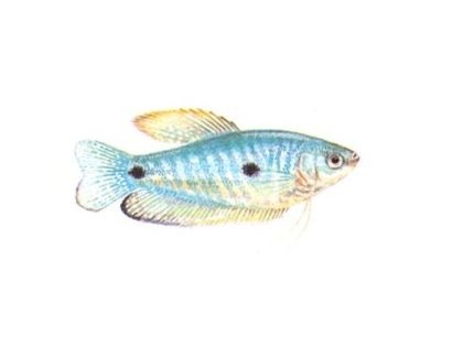 Albine sau Sumatran gourami de întreținere și de îngrijire, pește de acvariu