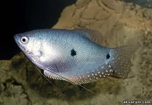 Albine sau Sumatran gourami de întreținere și de îngrijire, pește de acvariu