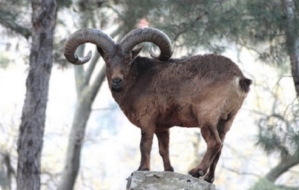 Turneu caucazian de capră de munte - animalul este înscris în cartea roșie