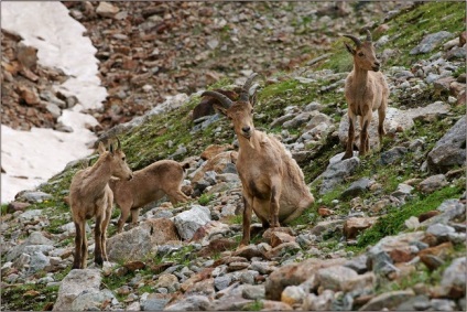 Turneu caucazian de capră de munte - animalul este înscris în cartea roșie