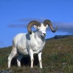Munte de capră marchur, caucazian, tur de Caucazul de Est și alte specii